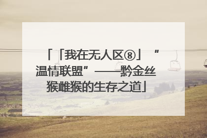 「我在无人区⑧」“温情联盟”——黔金丝猴雌猴的生存之道