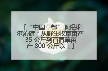 “中国草都” 阿鲁科尔沁旗：从野生牧草亩产 35 公斤到苜蓿草亩产 800 公斤以上