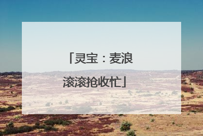 灵宝：麦浪滚滚抢收忙