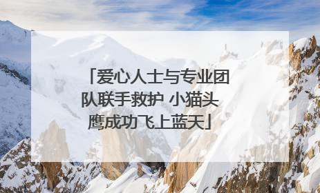 爱心人士与专业团队联手救护 小猫头鹰成功飞上蓝天