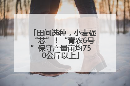 田间选种，小麦强“芯”！“青农6号”保守产量亩均750公斤以上