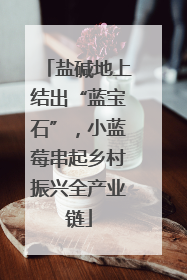 盐碱地上结出“蓝宝石”，小蓝莓串起乡村振兴全产业链