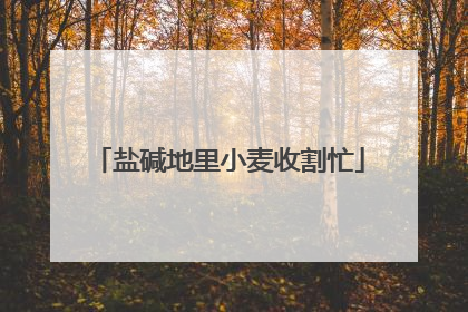 盐碱地里小麦收割忙