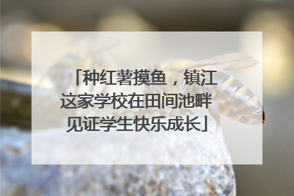 种红薯摸鱼，镇江这家学校在田间池畔见证学生快乐成长