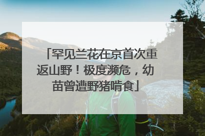 罕见兰花在京首次重返山野！极度濒危，幼苗曾遭野猪啃食