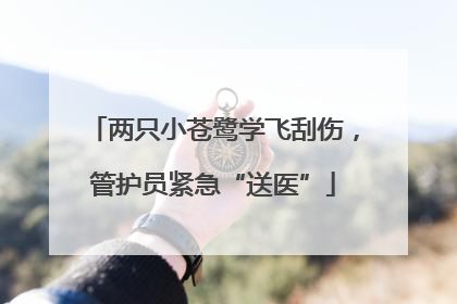 两只小苍鹭学飞刮伤，管护员紧急“送医”