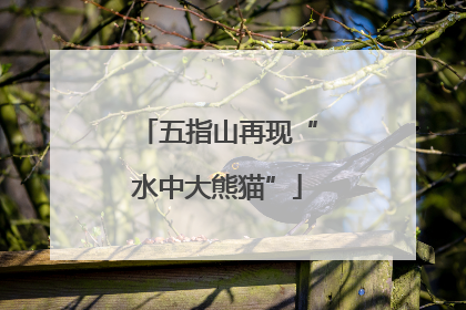 五指山再现“水中大熊猫”