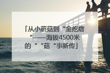 从小蘑菇到“金疙瘩“——海拔4500米的““菇“事新传