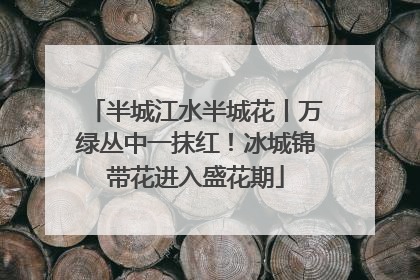 半城江水半城花丨万绿丛中一抹红！冰城锦带花进入盛花期