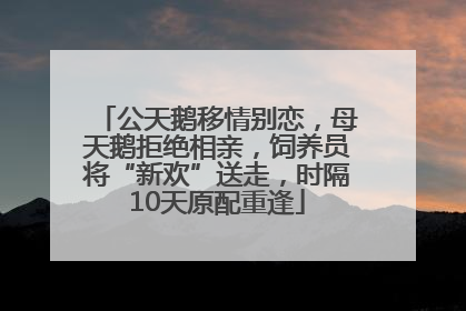 公天鹅移情别恋，母天鹅拒绝相亲，饲养员将“新欢”送走，时隔10天原配重逢