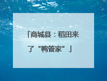 商城县：稻田来了“鸭管家”