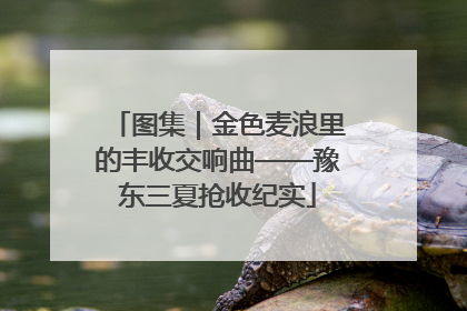 图集｜金色麦浪里的丰收交响曲——豫东三夏抢收纪实