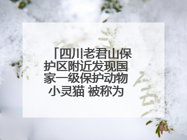 四川老君山保护区附近发现国家一级保护动物小灵猫 被称为“生态试纸”