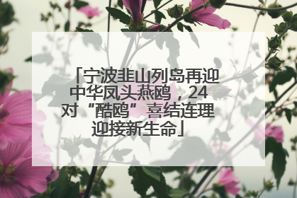 宁波韭山列岛再迎中华凤头燕鸥，24对“酷鸥”喜结连理迎接新生命