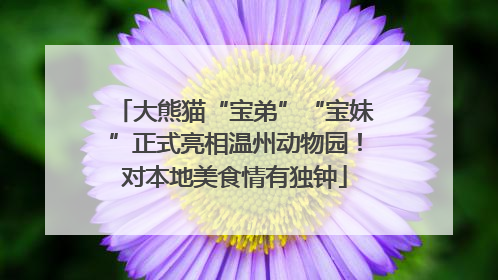 大熊猫“宝弟”“宝妹”正式亮相温州动物园！对本地美食情有独钟