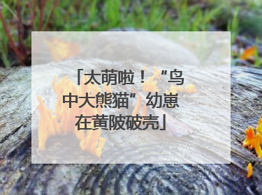 太萌啦！“鸟中大熊猫”幼崽在黄陂破壳