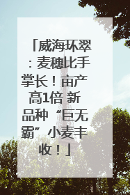 威海环翠：麦穗比手掌长！亩产高1倍 新品种“巨无霸”小麦丰收！