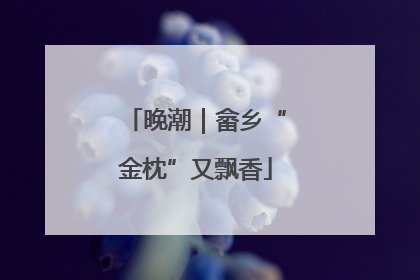 晚潮｜畲乡“金枕”又飘香