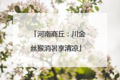 河南商丘：川金丝猴消暑享清凉
