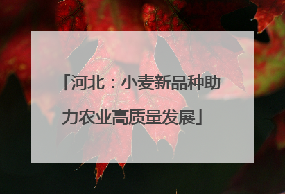 河北：小麦新品种助力农业高质量发展