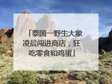 泰国一野生大象凌晨闯进商店，狂吃零食和鸡蛋