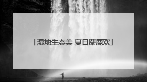 湿地生态美 夏日麋鹿欢