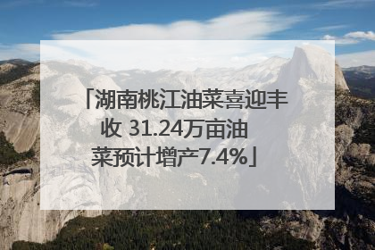 湖南桃江油菜喜迎丰收 31.24万亩油菜预计增产7.4%