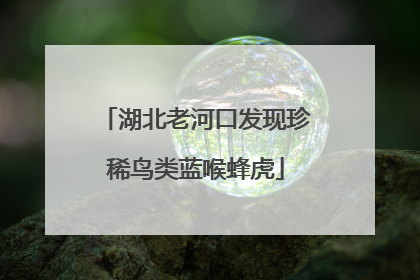 湖北老河口发现珍稀鸟类蓝喉蜂虎