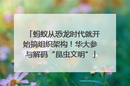 蚂蚁从恐龙时代就开始搞组织架构！华大参与解码“昆虫文明”