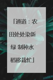 通道：农田处处染新绿 制种水稻移栽忙