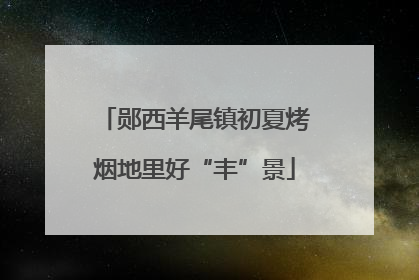 郧西羊尾镇初夏烤烟地里好“丰”景