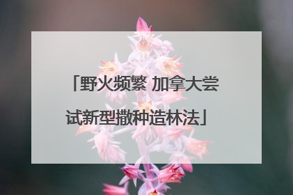 野火频繁 加拿大尝试新型撒种造林法