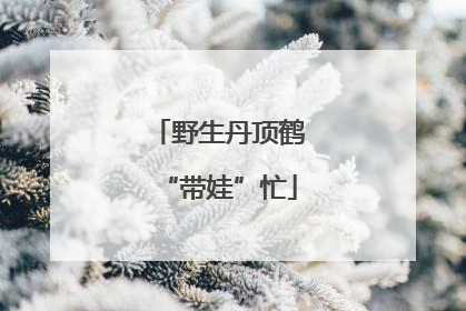 野生丹顶鹤“带娃”忙
