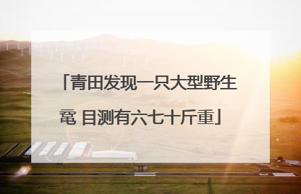 青田发现一只大型野生鼋 目测有六七十斤重