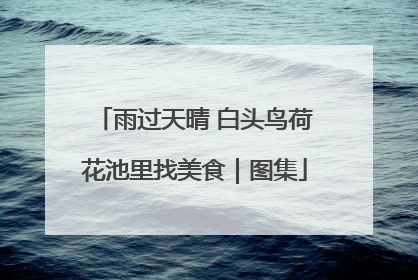 雨过天晴 白头鸟荷花池里找美食｜图集
