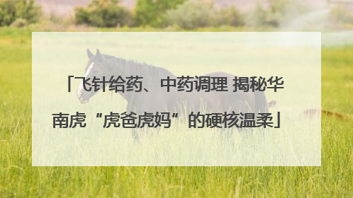 飞针给药、中药调理 揭秘华南虎“虎爸虎妈”的硬核温柔